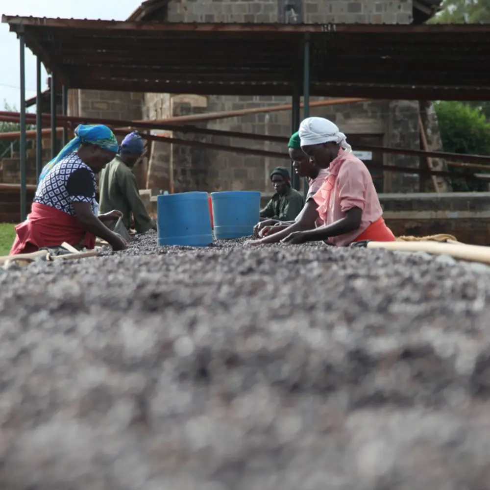 Natural_sorting_Oreti