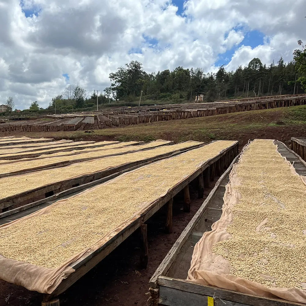 Parchment_Nyeri_Hill