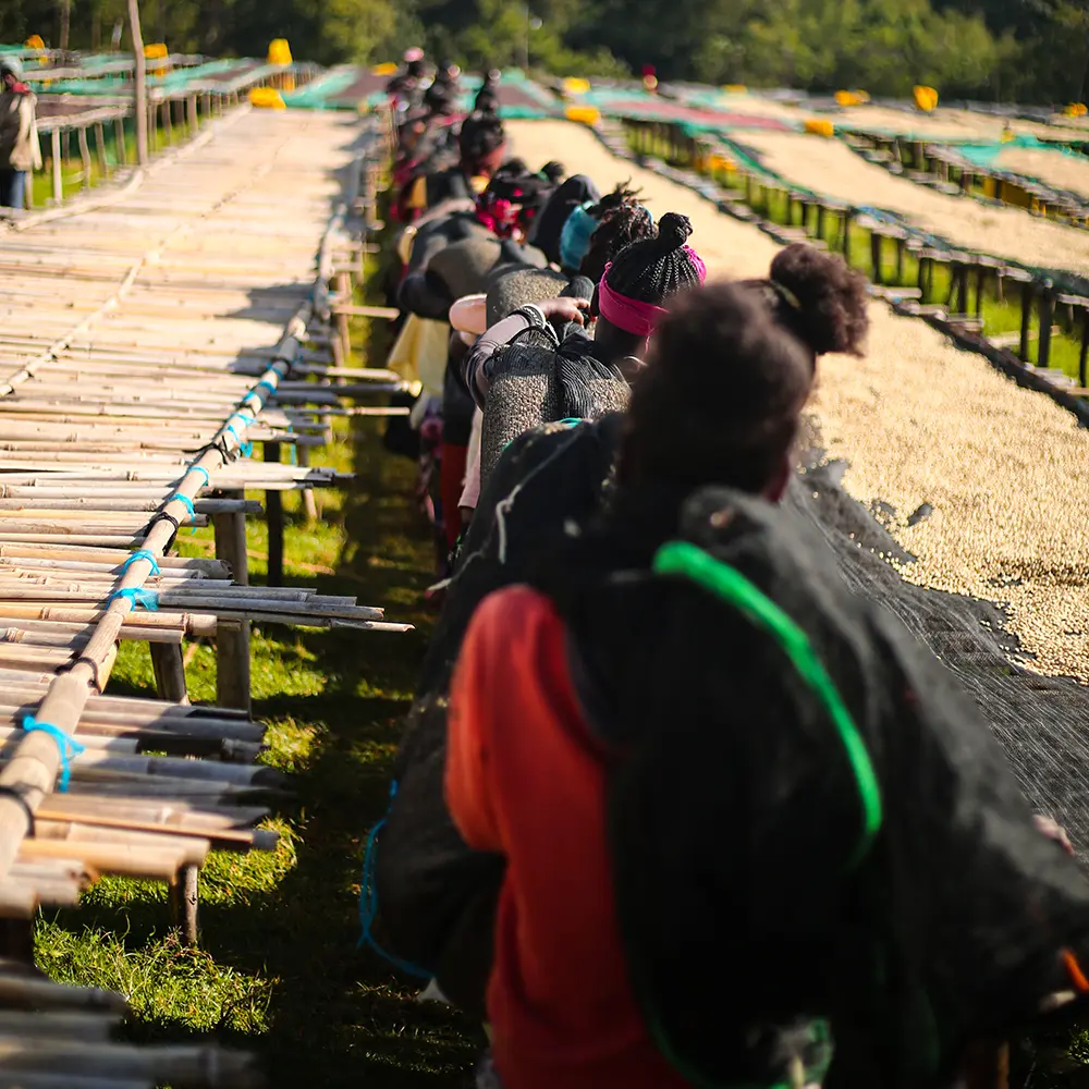 Etiopien_Shantawene_pickers