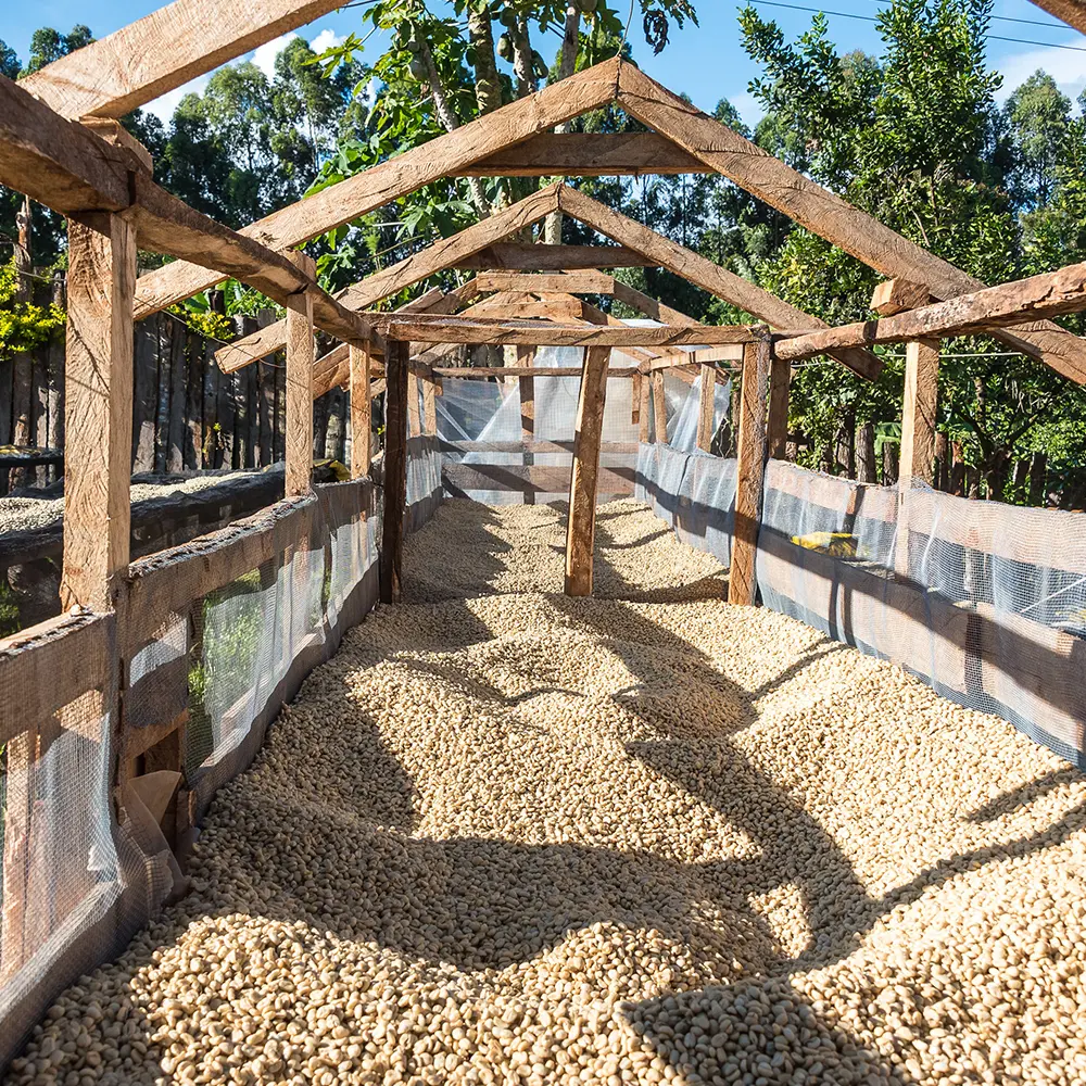 Karimikui_drying